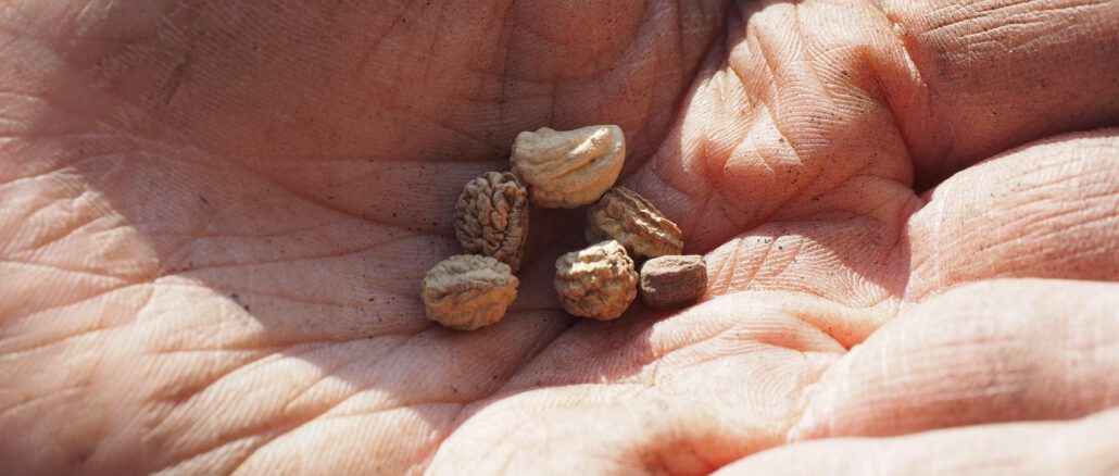 seeds-1117851_1920